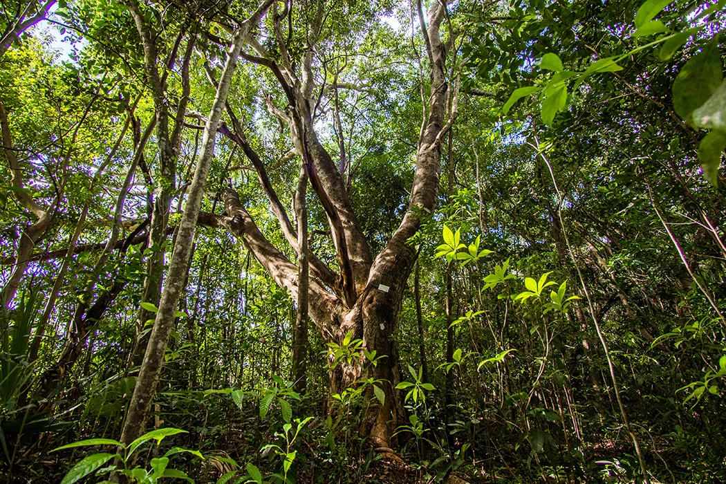 The oldest tree at FIU's Nature Preserve.