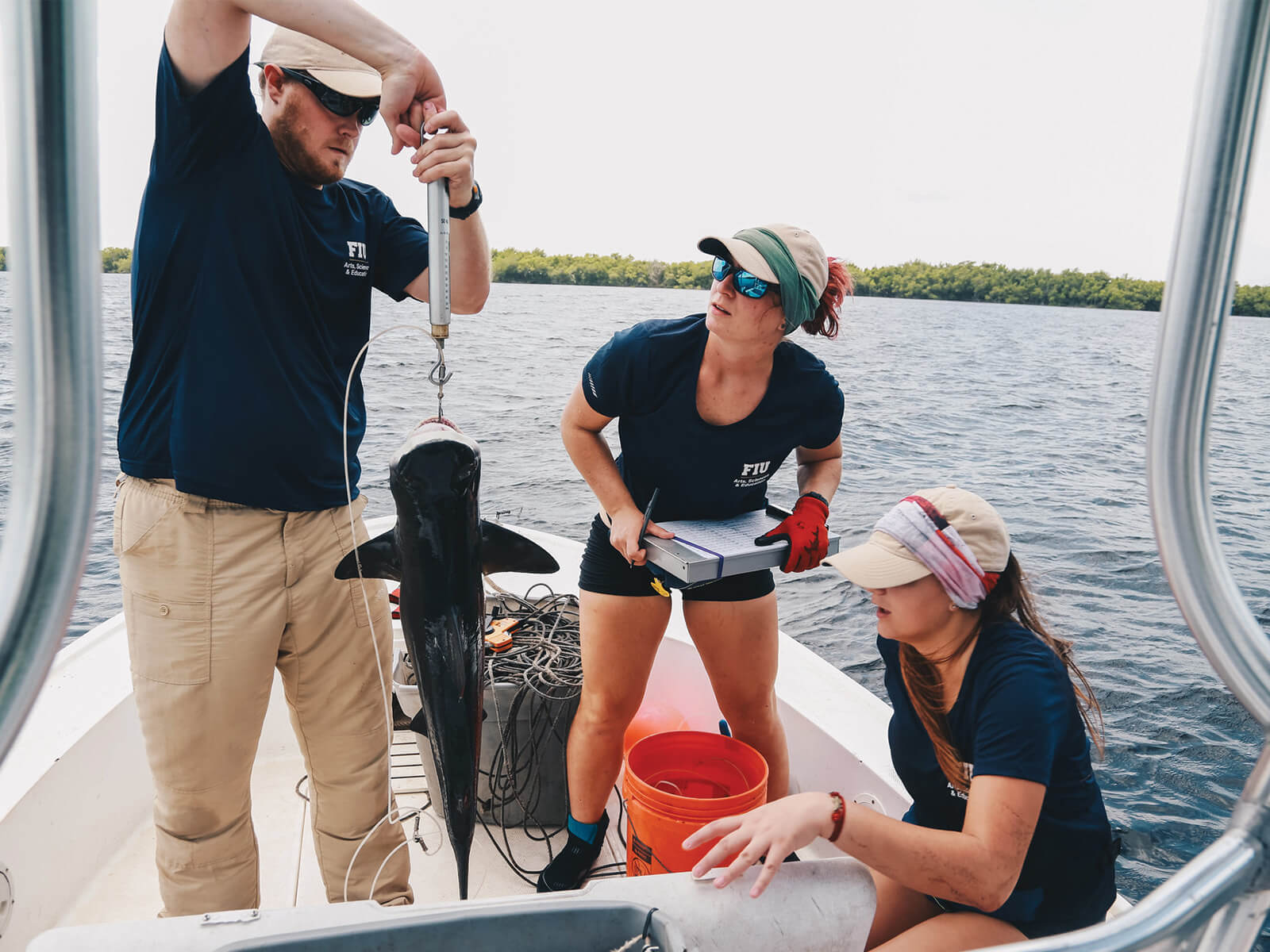 A photo of FIU students, faculty & staff conducting research on sharks.